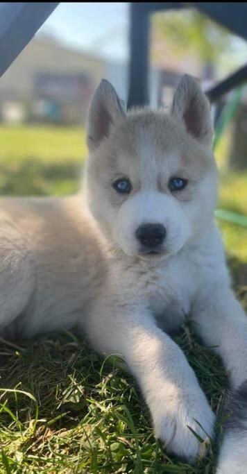 Gite Des Huskys Villa Tonnay-Charente Bagian luar foto