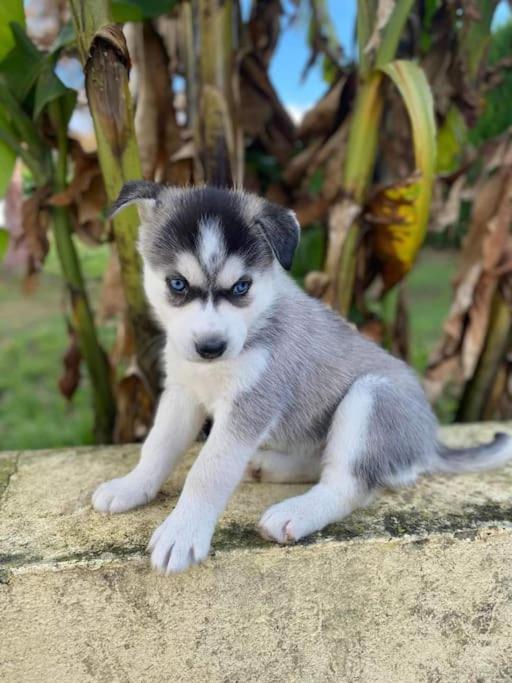 Gite Des Huskys Villa Tonnay-Charente Bagian luar foto