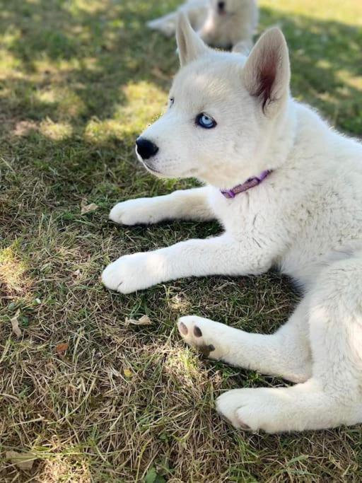 Gite Des Huskys Villa Tonnay-Charente Bagian luar foto