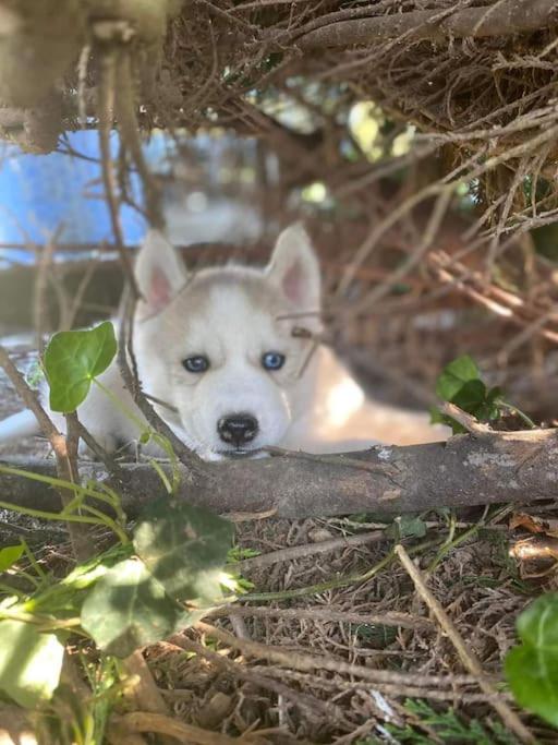 Gite Des Huskys Villa Tonnay-Charente Bagian luar foto