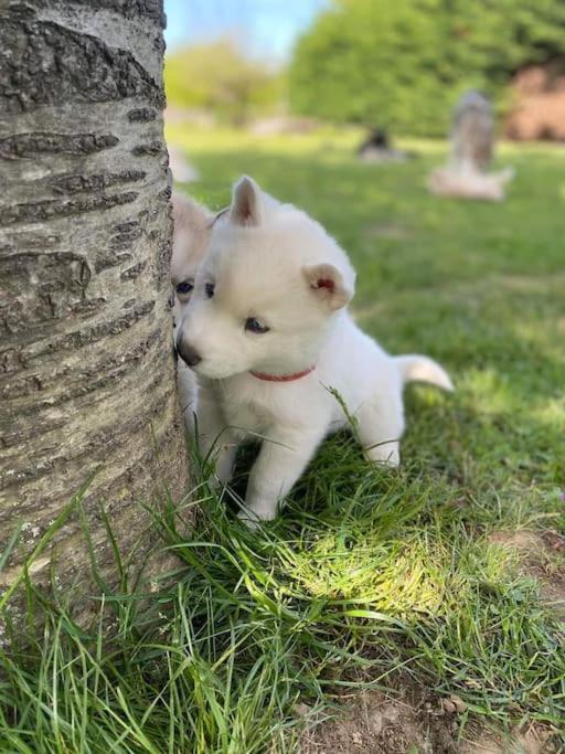 Gite Des Huskys Villa Tonnay-Charente Bagian luar foto