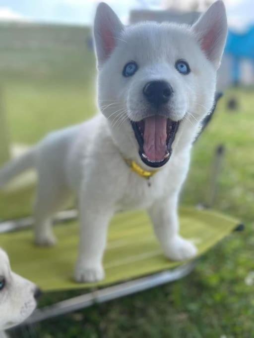 Gite Des Huskys Villa Tonnay-Charente Bagian luar foto