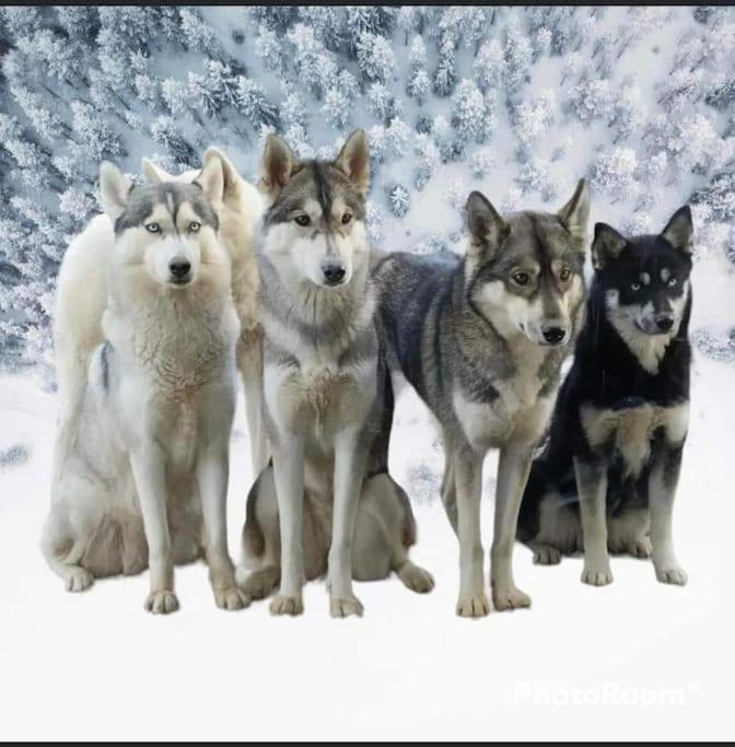 Gite Des Huskys Villa Tonnay-Charente Bagian luar foto