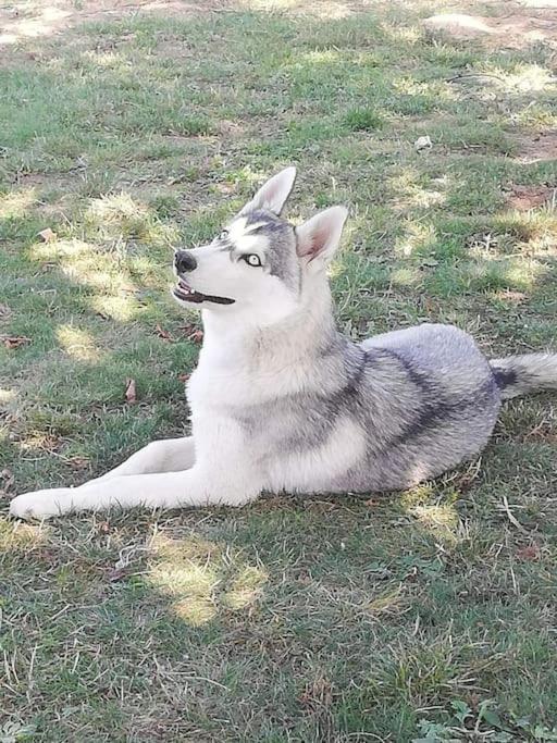 Gite Des Huskys Villa Tonnay-Charente Bagian luar foto