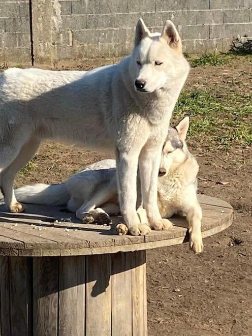 Gite Des Huskys Villa Tonnay-Charente Bagian luar foto